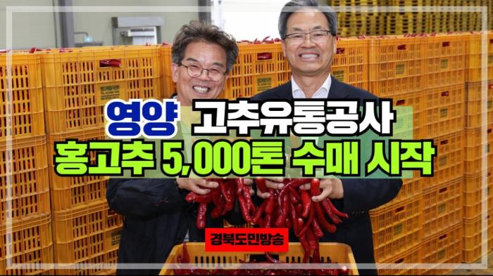 영양군청 오도창군수 영양고추유통공사, 홍고추 5,000톤 수매 시작 경북포털 국민의소리 기사 이미지
